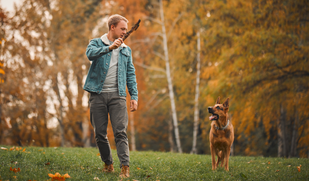 A,Man,In,The,Autumn,Park,Playing,With,A,German